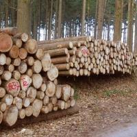 Определение незаконной вырубки леса