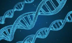 Установление отцовства по анализу ДНК