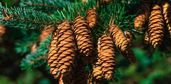 Процедура оформления земель лесного фонда в собственность