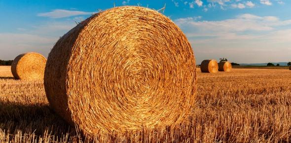 Аренда земельного участка у администрации сельского поселения