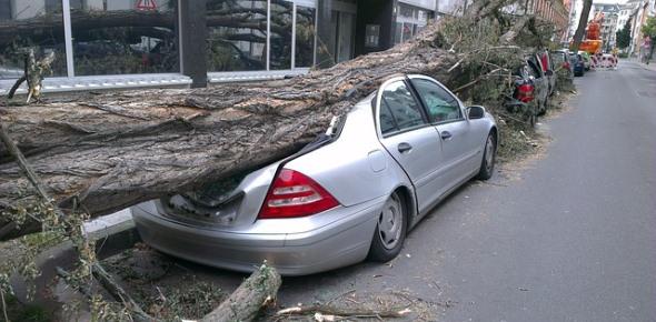 Куда обращаться, если дерево упало на машину?